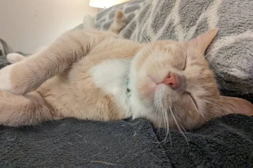 Milo
